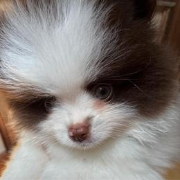 Calliope - Chocolate parti female Pomeranian puppy in Palatka, Florida from Sugarland Pomeranians