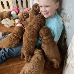 Bernedoodle and Goldendoodle Puppies from Brunsman Country Doodles LLC