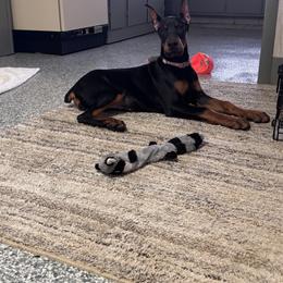 Doberman Pinscher Puppies from Gold Star Canines