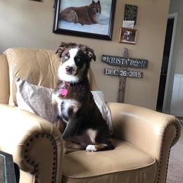 Australian Shepherd Puppies from Parsons Australian Shepherds