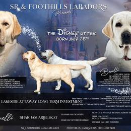 Labrador Retriever puppies from Twisted Ranch Retrievers