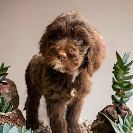 Pam - Goldendoodle puppy in Petoskey, Michigan from Petoskey Goldendoodles