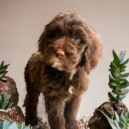 Pam - Goldendoodle puppy in Petoskey, Michigan from Petoskey Goldendoodles