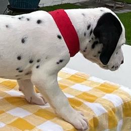Jaco - White and black male Dalmatian puppy in Albuquerque, New Mexico from Renov Dalmatian Plantation