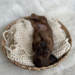 Dachshund Puppies from Woodland Doxies