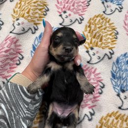 Peanut - Black and cream girl- 2150 - Black and cream female Dachshund puppy in Little Elm, Texas from HotDachs