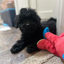 Boy 1 - Black male Shihpoo puppy in Tropic, Utah from Lady Paws-Kara