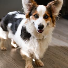 Dahlia - Pembroke Welsh Corgi