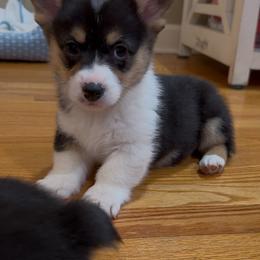 Pembroke Welsh Corgi Puppies from Holler Hounds