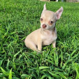 Girl 1 - Chocolate sabled fawn female Chihuahua puppy in Warsaw, Virginia from B&D Chihuahuas