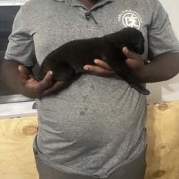 Cane Corso Puppies from Double C Cane Corso Kennel