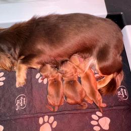 Lexie - Cream female Dachshund puppy in Magnolia, Texas from J&R Macias Dachshunds