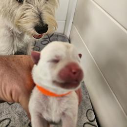 1st Pick Female - White female West Highland White Terrier puppy in Mayo, Florida from Carrot Tails LLC