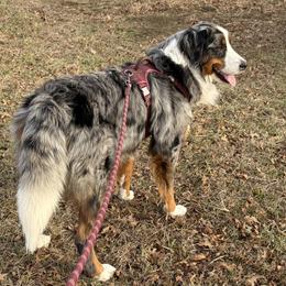 Rocky - Bernedoodle