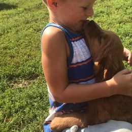 Golden Retriever Puppies from Mueller’s Furry Farm