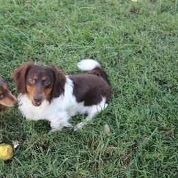 Bailey - Dachshund