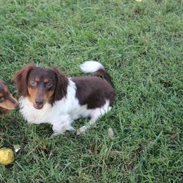 Bailey - Dachshund