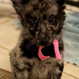 Kincs (Treasure) - Black merle female Mudi puppy in Benson, Arizona from Twisted Acres Border Collies and Mudi