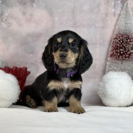 Dachshund, Pomeranian, and Poodle Puppies from Cuddles n Curls