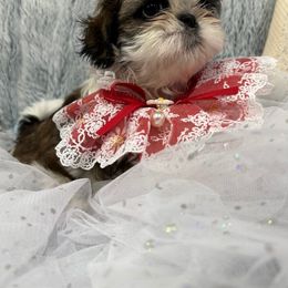 Shih Tzu Puppies from Bay Area Shih Tzu