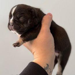 Cocoa Bean - Tricolors female French Bulldog puppy in Grafton, Ohio from K&J Frenchies