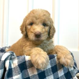 Carter - Apricot male Goldendoodle puppy in De Land, Florida from Rezapour Doodle Estate