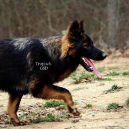 YUKI - German Shepherd