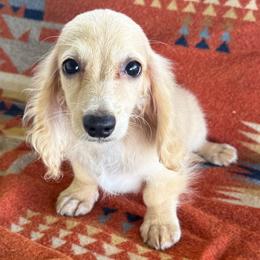 READY TO GO Waffles - Cream female Dachshund puppy in Okeechobee, Florida from HotShot Kennels