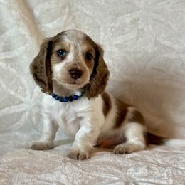 Denim - Chocolate and cream male Dachshund puppy in Lincoln, Arkansas from Red Dirt Dachshunds