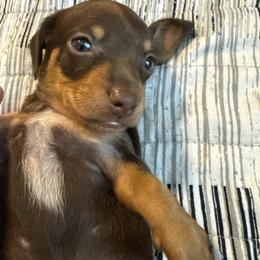 Roxy Guardino - Chocolate and tan female Dachshund puppy in Casselberry, Florida from Amore Mini Dachshund Breeders & More