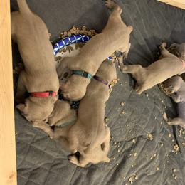 Weimaraner Puppies from Golden Hill’s Weimaraner’s