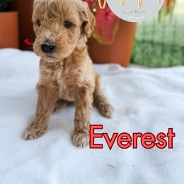 Everest - Apricot male Goldendoodle puppy in Jacksonville, Florida from First Coast Goldendoodles