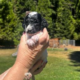 Mia - Parti female Poodle puppy in Wolf Creek, Oregon from Dejah Bleu Kennels