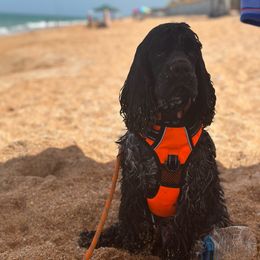 Smokey - Cocker Spaniel