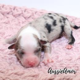 Bi Blue Merle - Blue merle female Miniature Australian Shepherd puppy in Pinehurst, Texas from Aussie Amor