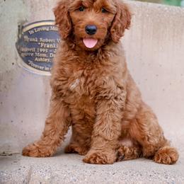 Mahogany - Caramel red male Australian Labradoodle puppy in Redding, California from Shasta Royal Monroe Puppies