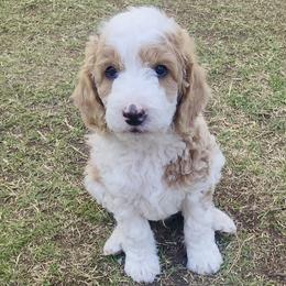 Green Boy - Cream male Golden Aussiedoodle puppy in Albuquerque, New Mexico from Chicks Runnin’ Wild Family Farm