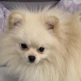 KLONDLIKE - Pomeranian