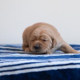 Labrador Retriever Puppies from Sun Ridge Labradors
