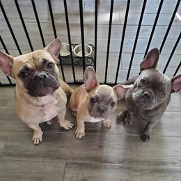 French Bulldogs from Showcase Frenchies LLC