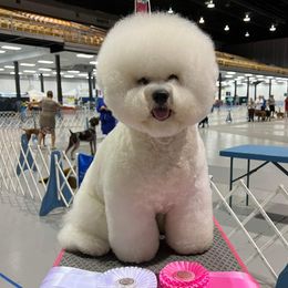 Secco - Bichon Frise