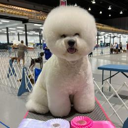 Secco - Bichon Frise