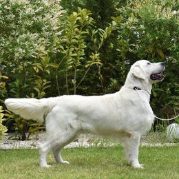 Gibson - Golden Retriever