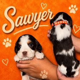 Sawyer - Liver white and tan male English Springer Spaniel puppy in Williston, Florida from Parks Paradise Springers