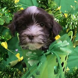Chocolate Blaze Boy - Chocolate male Havanese puppy in Vinita, Oklahoma from Locust Creek Shih Tzu & Havanese
