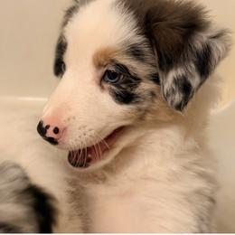 Border Collie Puppies from Cahill’s Canines