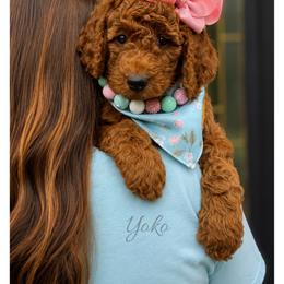 Yoko - Red  female Goldendoodle puppy in State Road, North Carolina from Must Love Doodles