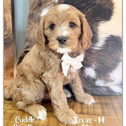 Texas - Red male Cavapoo puppy in Fort Lupton, Colorado from Puppy Paws Colorado