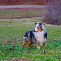Australian Shepherd and Toy Australian Shepherd Puppies from Little Creek Ranch