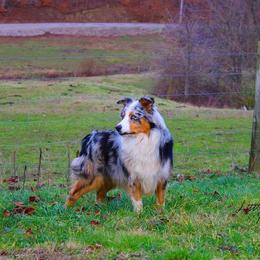 Australian Shepherd and Toy Australian Shepherd Puppies from Little Creek Ranch